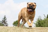 BULLMASTIFF 295